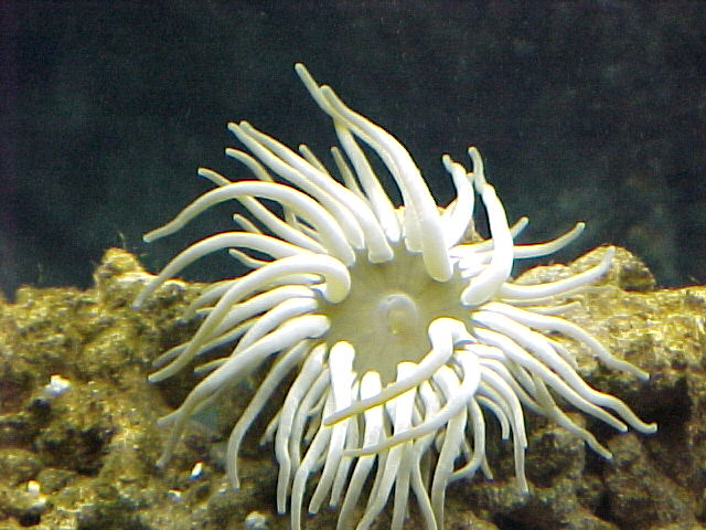 pacific anemone